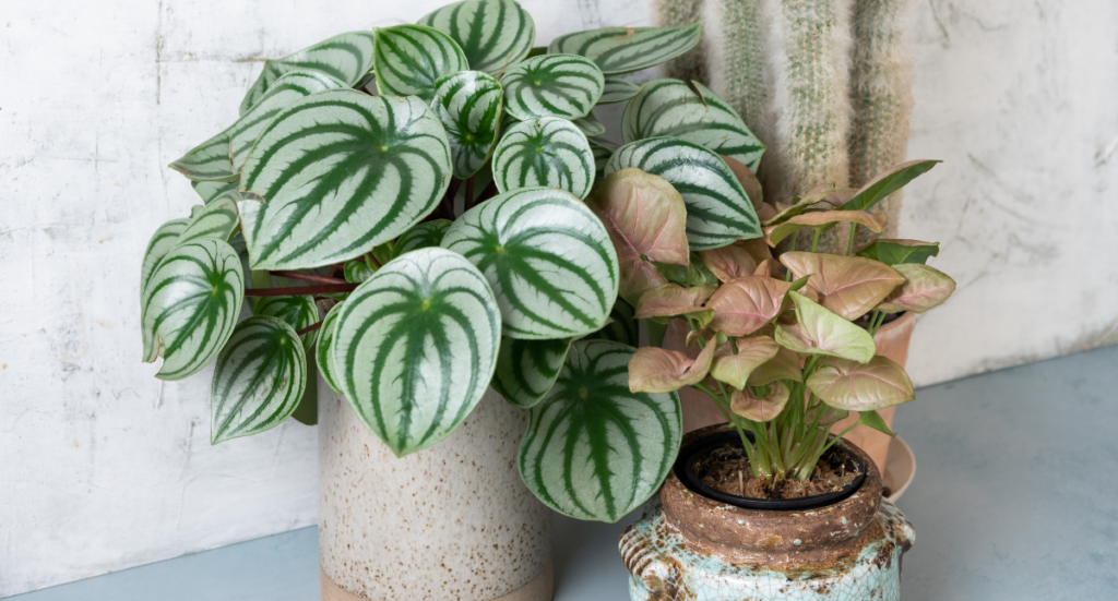 Becoming a Plant Parent