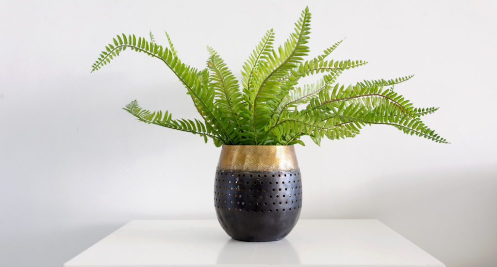 The Benefits of House Plants