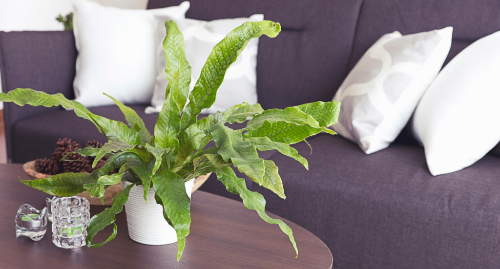 House Plants for Healthy Living: November