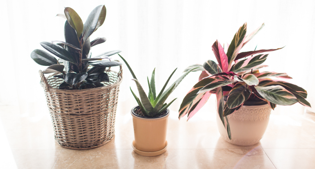 House Plants for Healthy Living: December