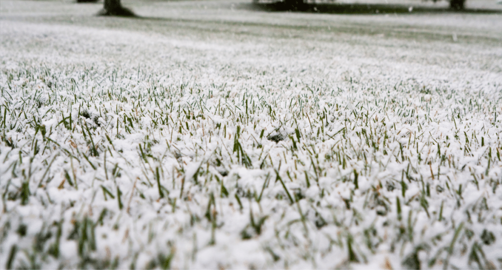 Tips for Winter Lawn Prep