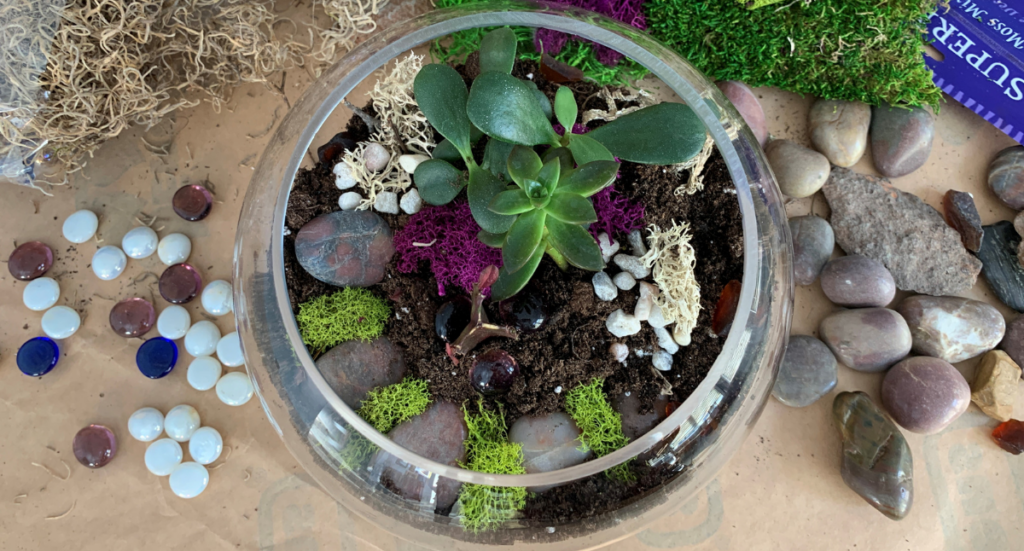 How to Create a Terrarium