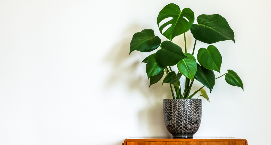 Plants to Keep You Healthy This Winter