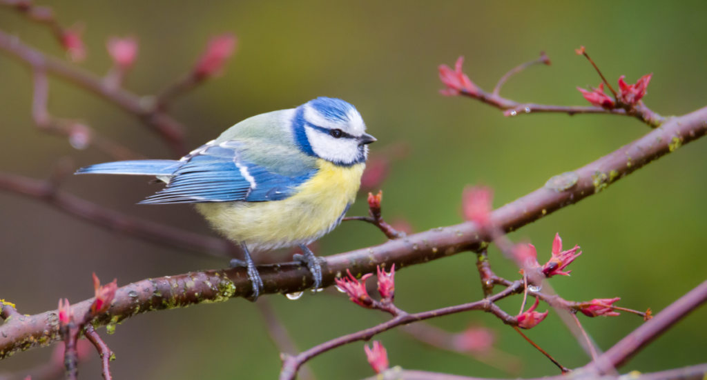 Attracting Birds to Your Yard