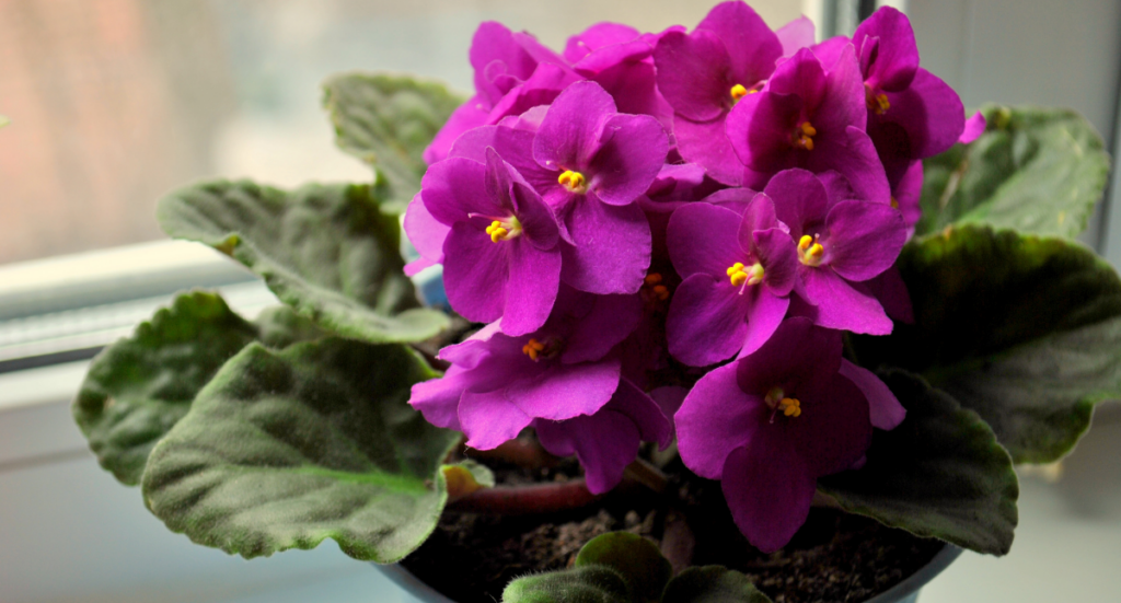 Flowering Plants for Winter