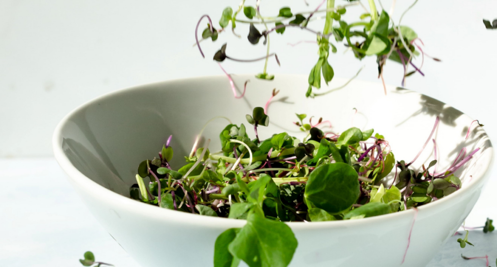 Growing Microgreens and Sprouts