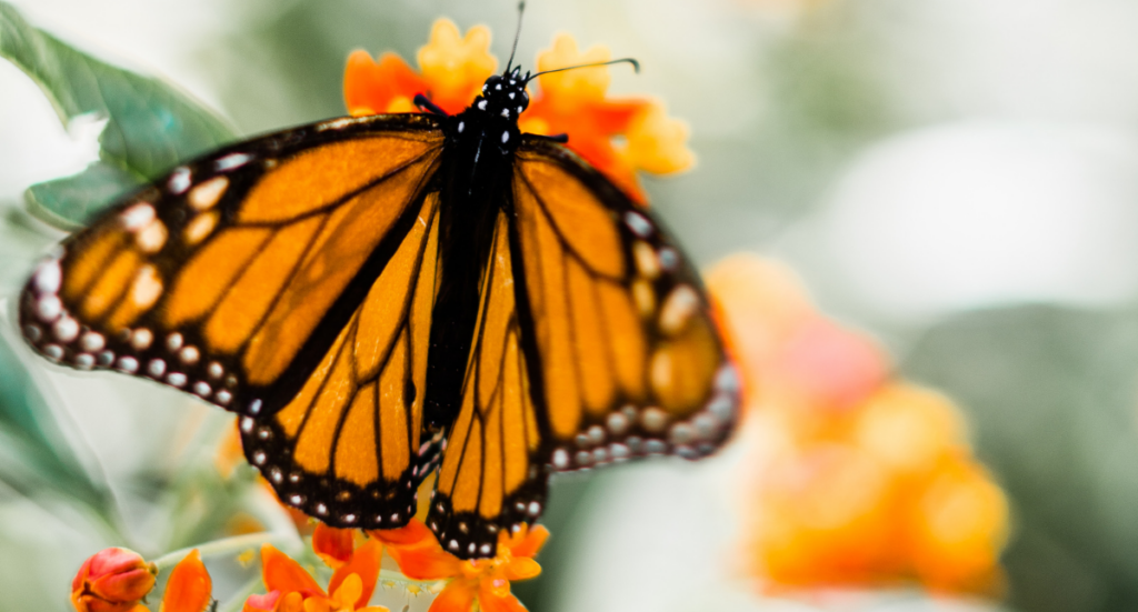 Butterfly Fun Facts