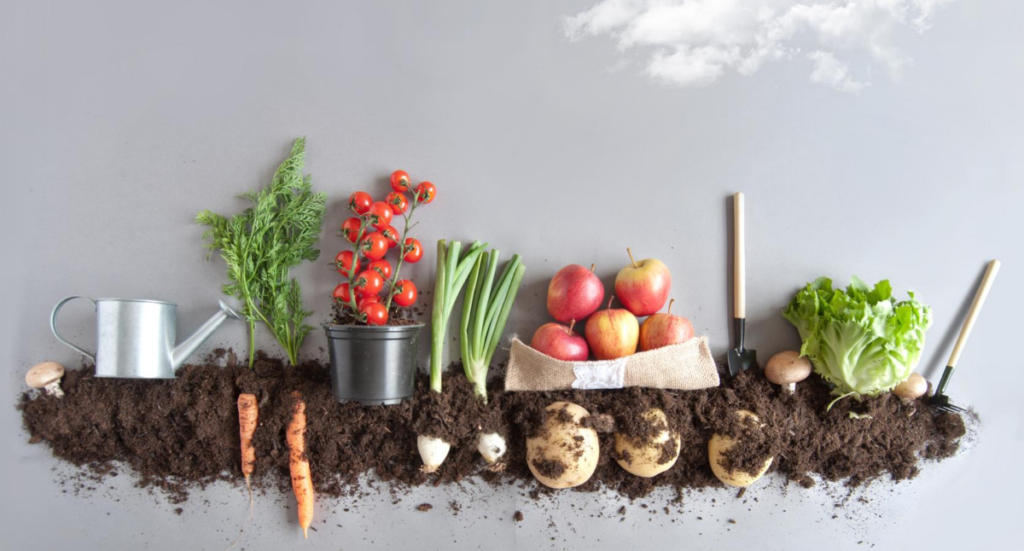 Planting Seeds for Fall Harvest