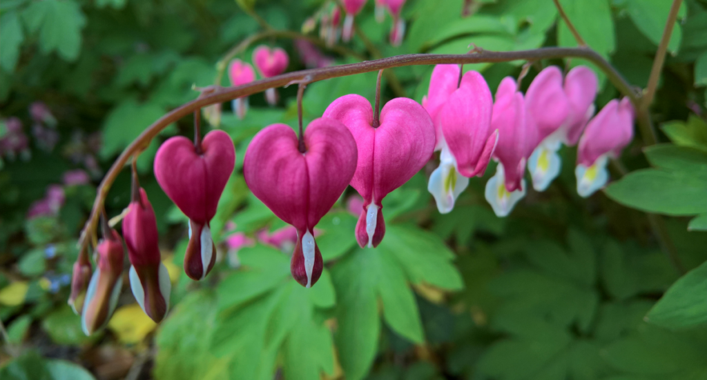 PLANT SPOTLIGHT:  Two Favorite Spring Plants