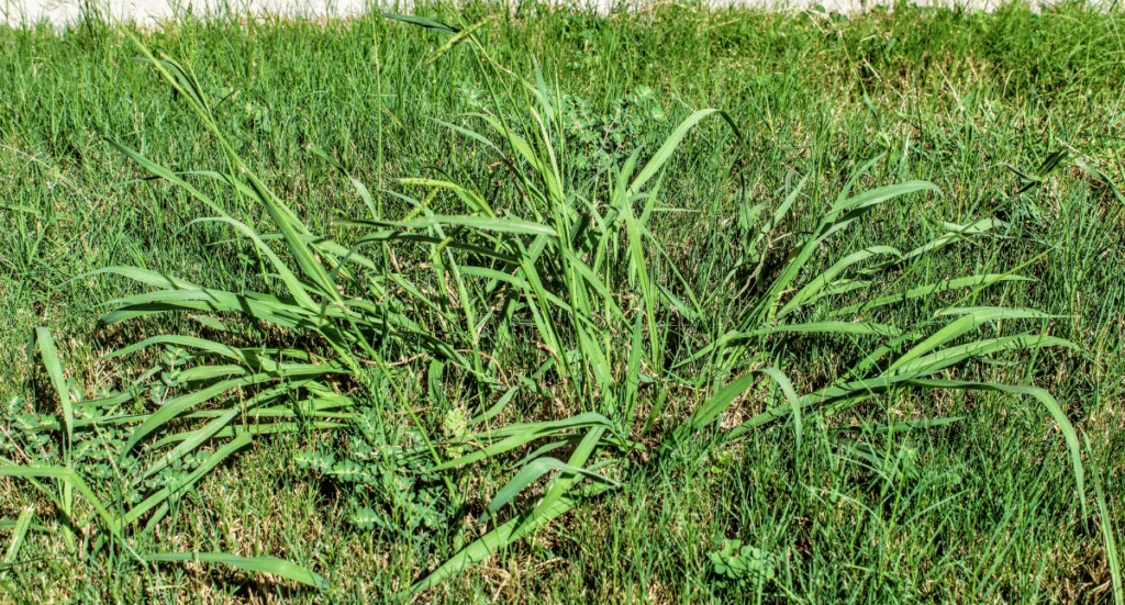 Tips for Tackling Crabgrass