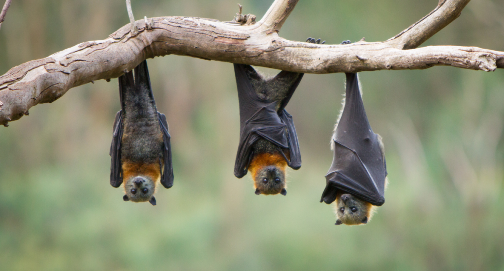 #DidYouKnow: Bats