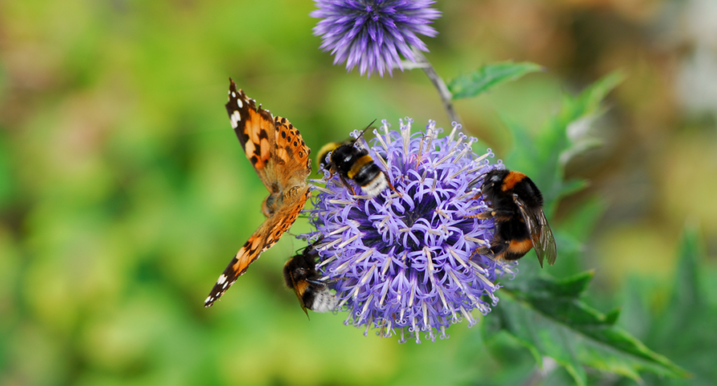 Attracting Pollinators to Your Yard