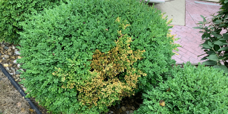 Trouble with Your Boxwoods? We can help!