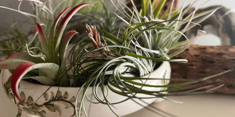 Air Plants: The House Plant You Didn’t Know You Needed