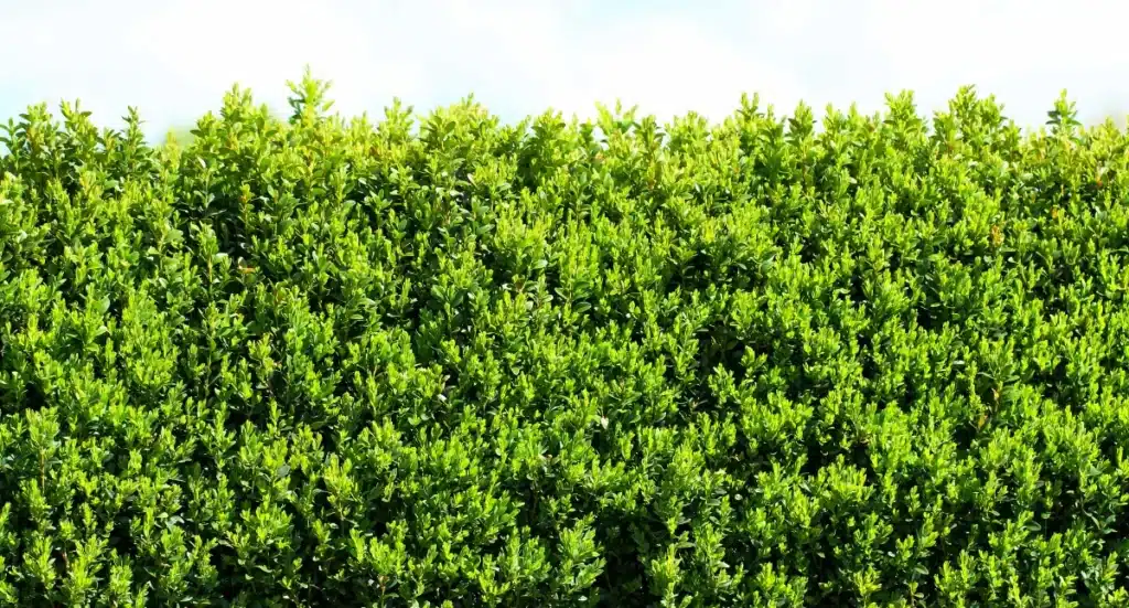 Box Tree Moth in Michigan: What Gardeners Need to Know