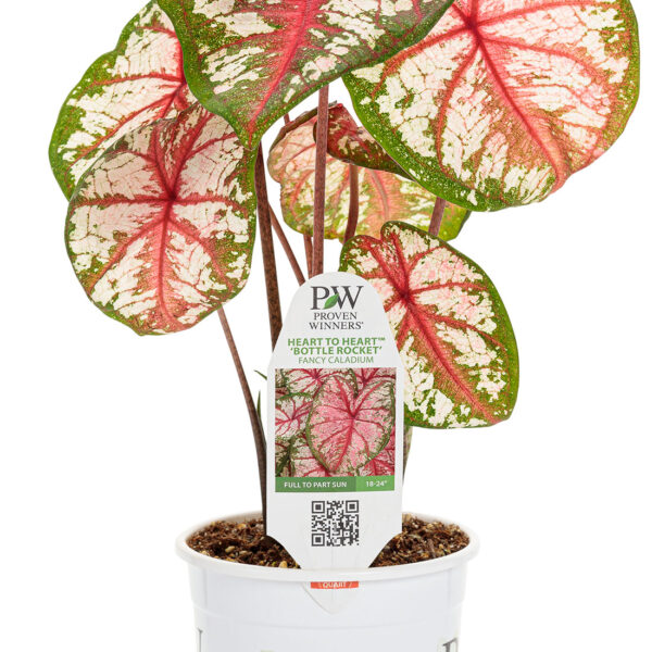 Proven Winners Caladium Heart to Heart Bottle Rocket