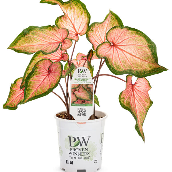 Proven Winners Caladium Heart to Heart Chinook