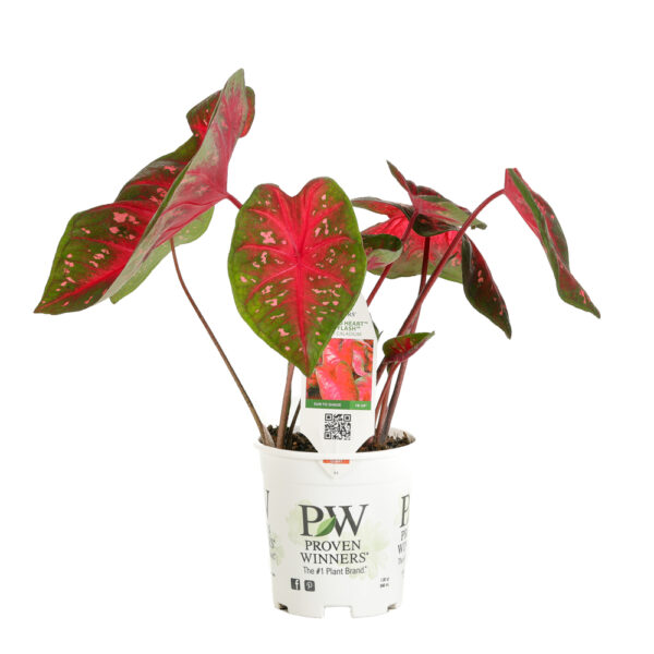 Proven Winners Caladium Heart to Heart Fast Flash