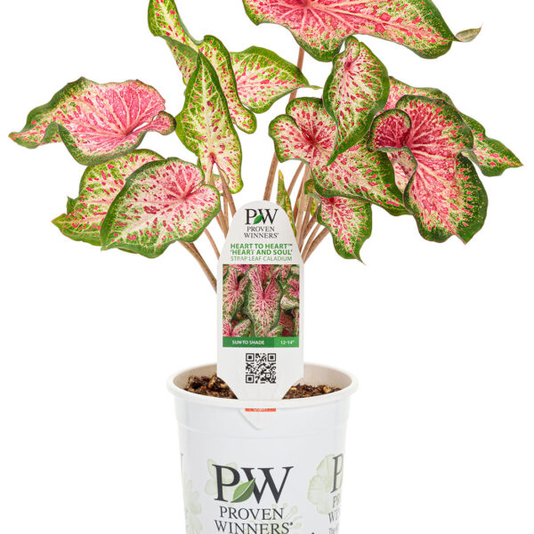 Proven Winners Caladium Heart to Heart Heart and Soul