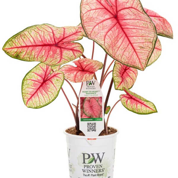 Proven Winners Caladium Heart to Heart Radiance