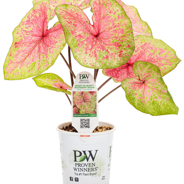 Proven Winners Caladium Heart to Heart Raspberry Moon