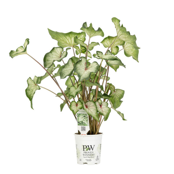 Proven Winners Caladium Heart to Heart White Wonder