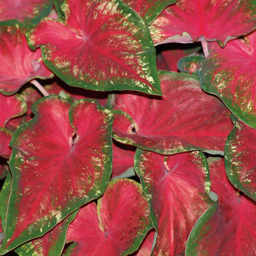 Proven Winners Caladium Heart to Heart Heart's Delight