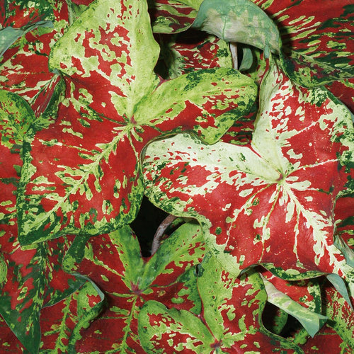 Proven Winners Caladium Heart to Heart Mesmerized