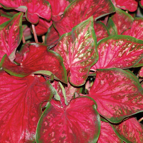 Proven Winners Caladium Scarlet Flame