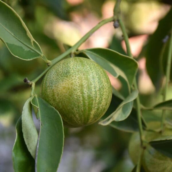 Centennial Variegated Kumquat #1 gallon pot