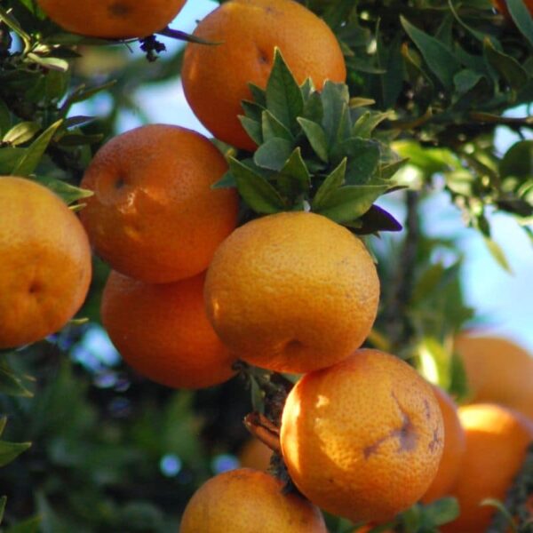 Chinotto Myrtle-leaved Orange #5 gallon pot - Treeform