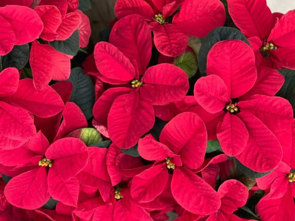 Poinsettias: A Favorite Christmas Plant