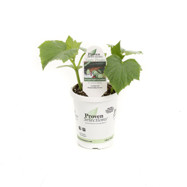 Proven Winners Cucumber Straight Eight