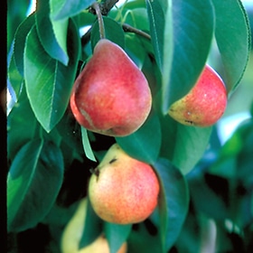 Summercrisp Pear #7 gallon pot