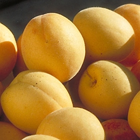 Sungold Apricot #7 gallon pot