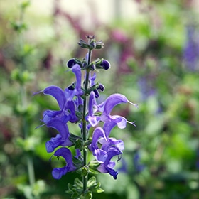 Rhapsody In Blue Meadow Sage #1.5 gallon pot