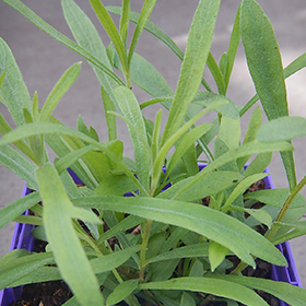 Russian Tarragon 3.25"/pint pot - Chef Jeff