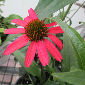 Glowing Dream Coneflower #1 gallon pot