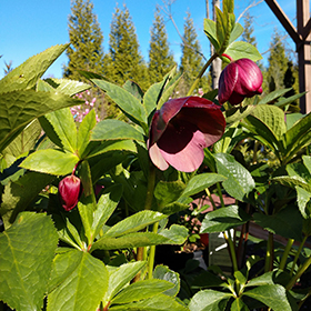 Honeymoon Rome In Red Hellebore #1 gallon pot