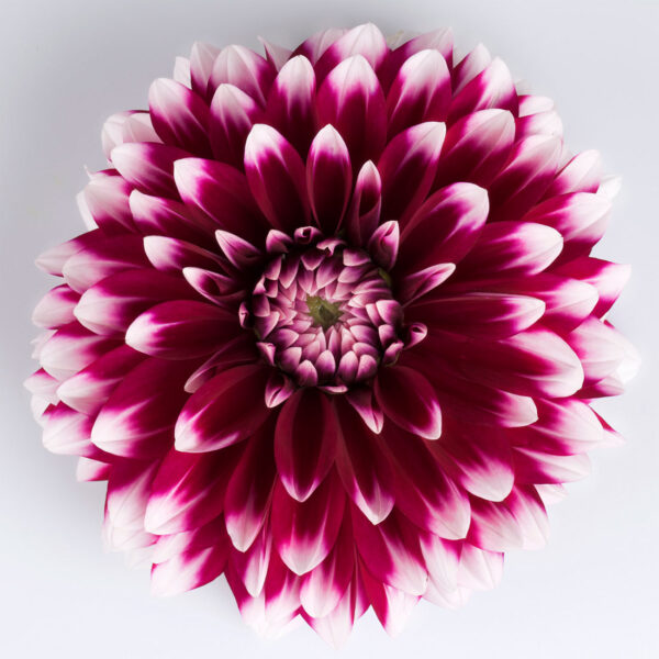 Proven Winners Dahlia Grande Cancun