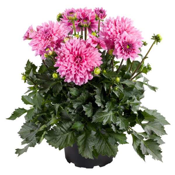 Proven Winners Dahlia Grande Cozumel