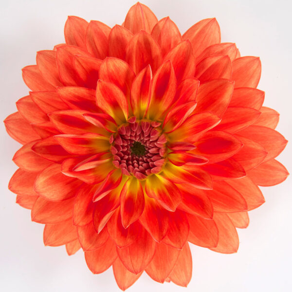Proven Winners Dahlia Grande Emilio
