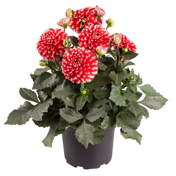 Proven Winners Dahlia  Grande Merida