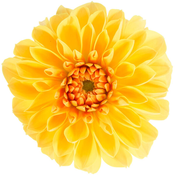 Proven Winners Dahlia Grande Romero