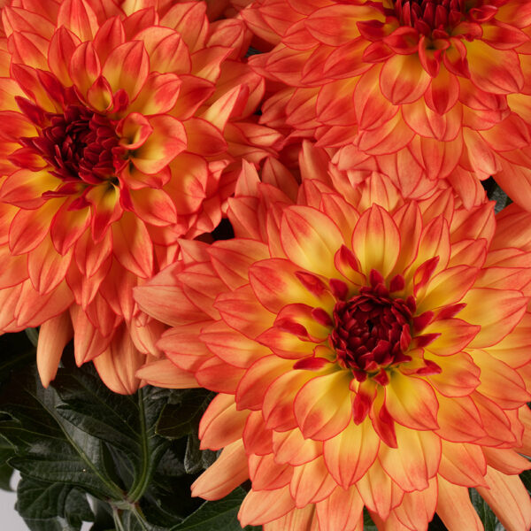 Proven Winners Dahlia Grande Tequila