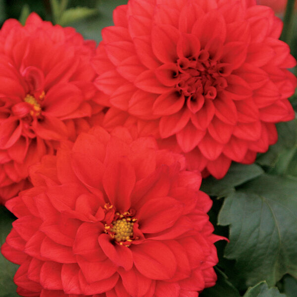Proven Winners Dahlia Grande Topia