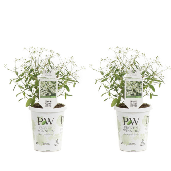 Proven Winners Diamond Frost Euphorbia