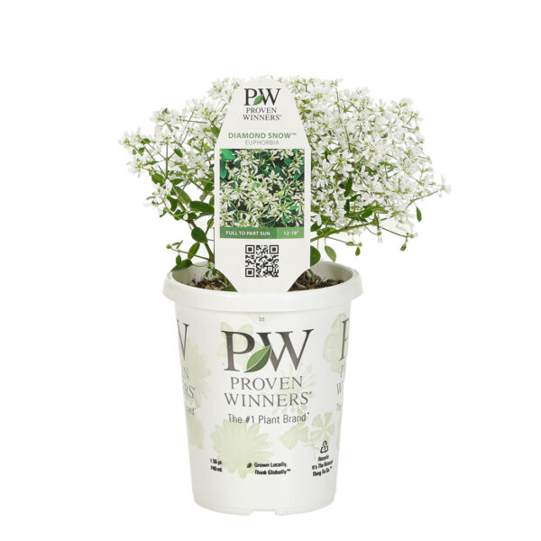 Proven Winners Diamond Snow Euphorbia