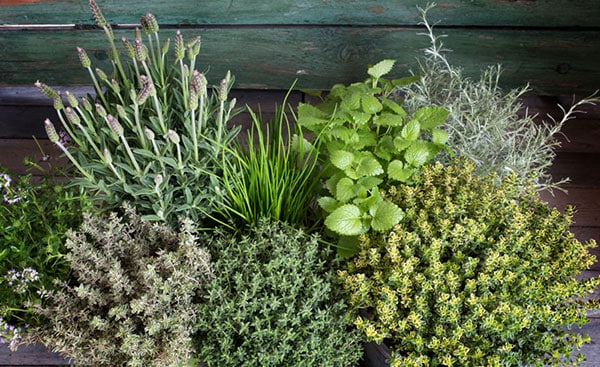 Herbal First Aid Kit