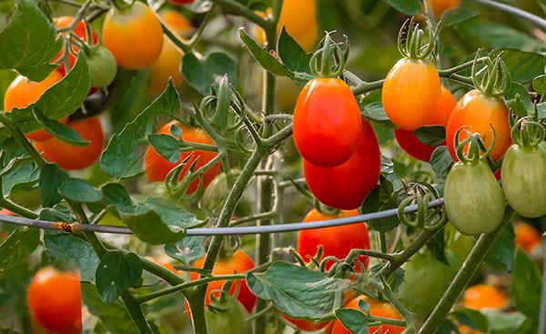 Planting a Fall Edible Garden